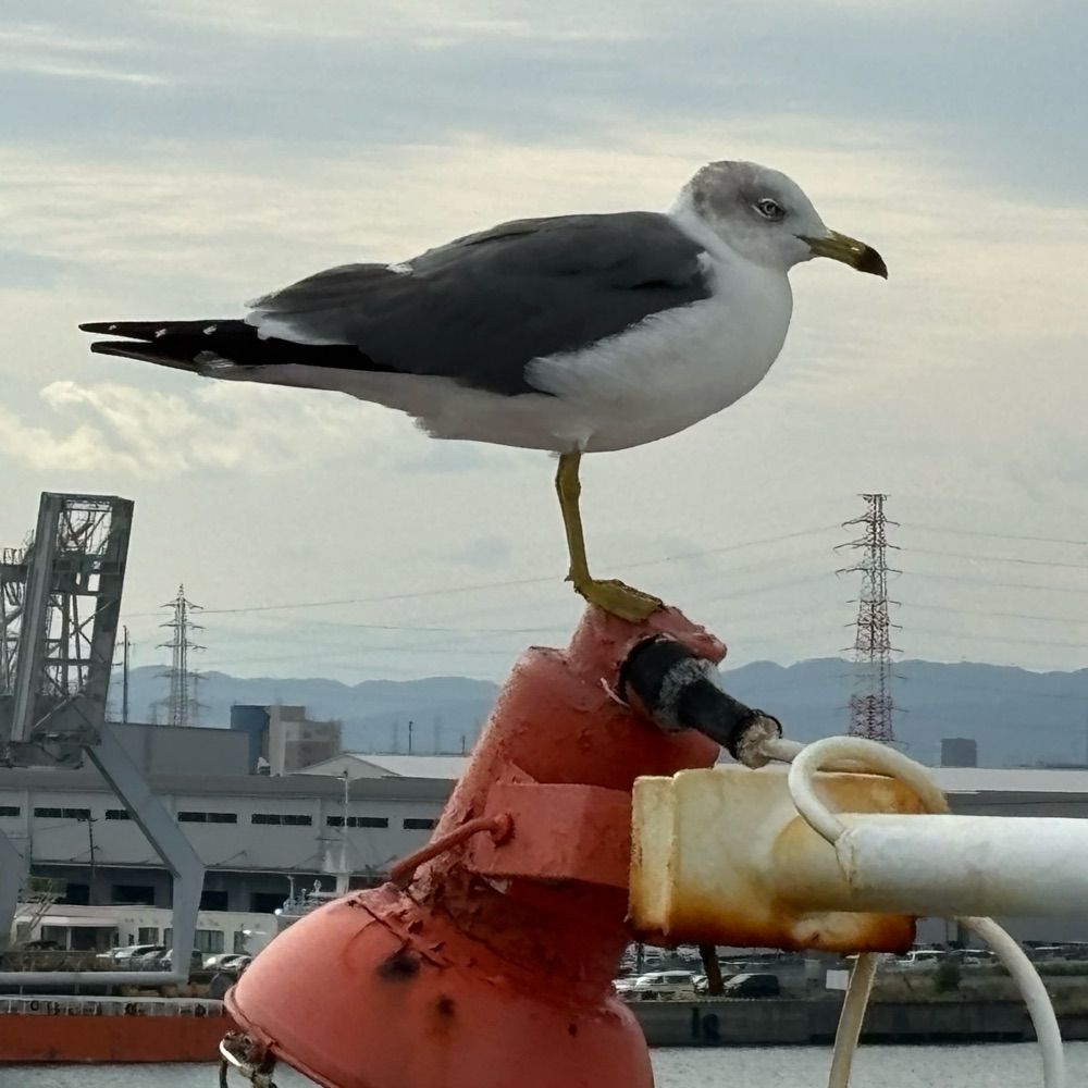 あまりもの