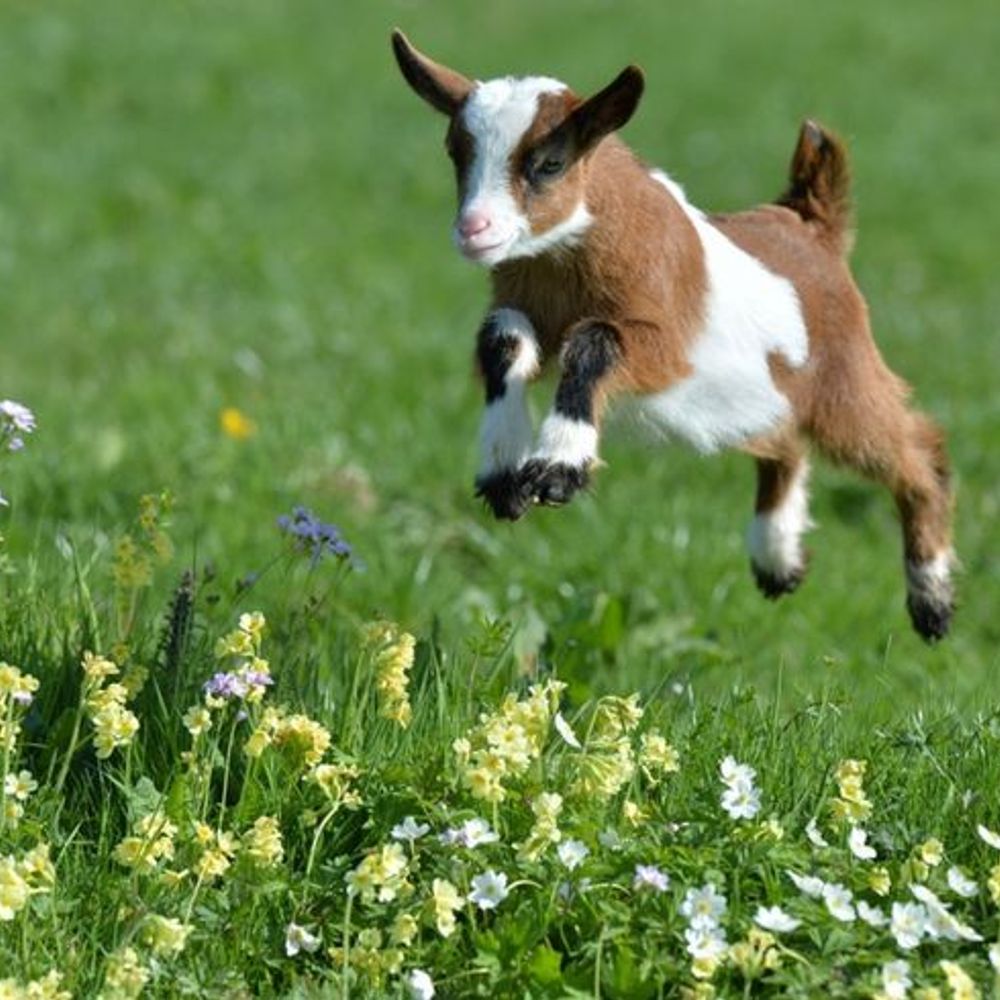 silly goat