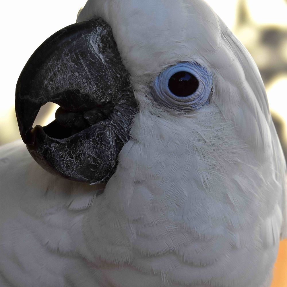 Buttons the Cockatoo (Thunder Chicken)