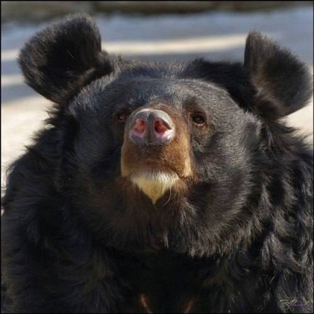 BEAW!