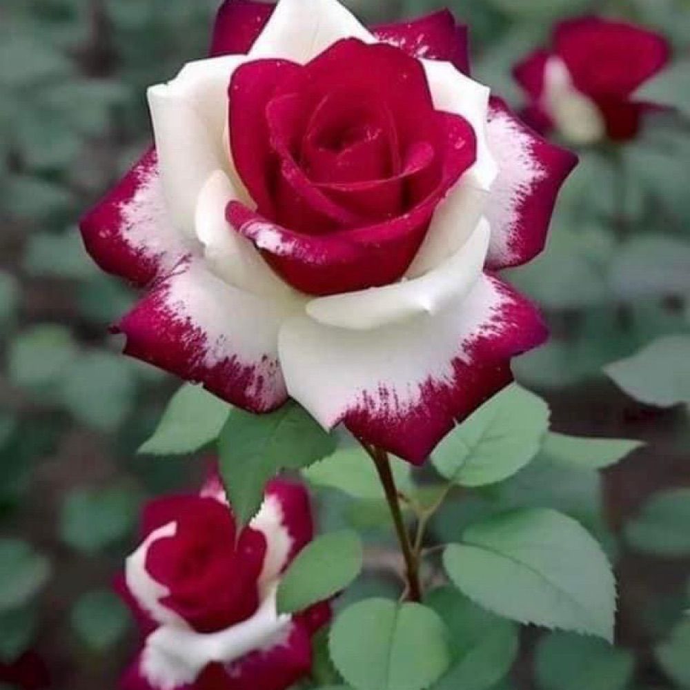 Ali Zunnorain 🥰