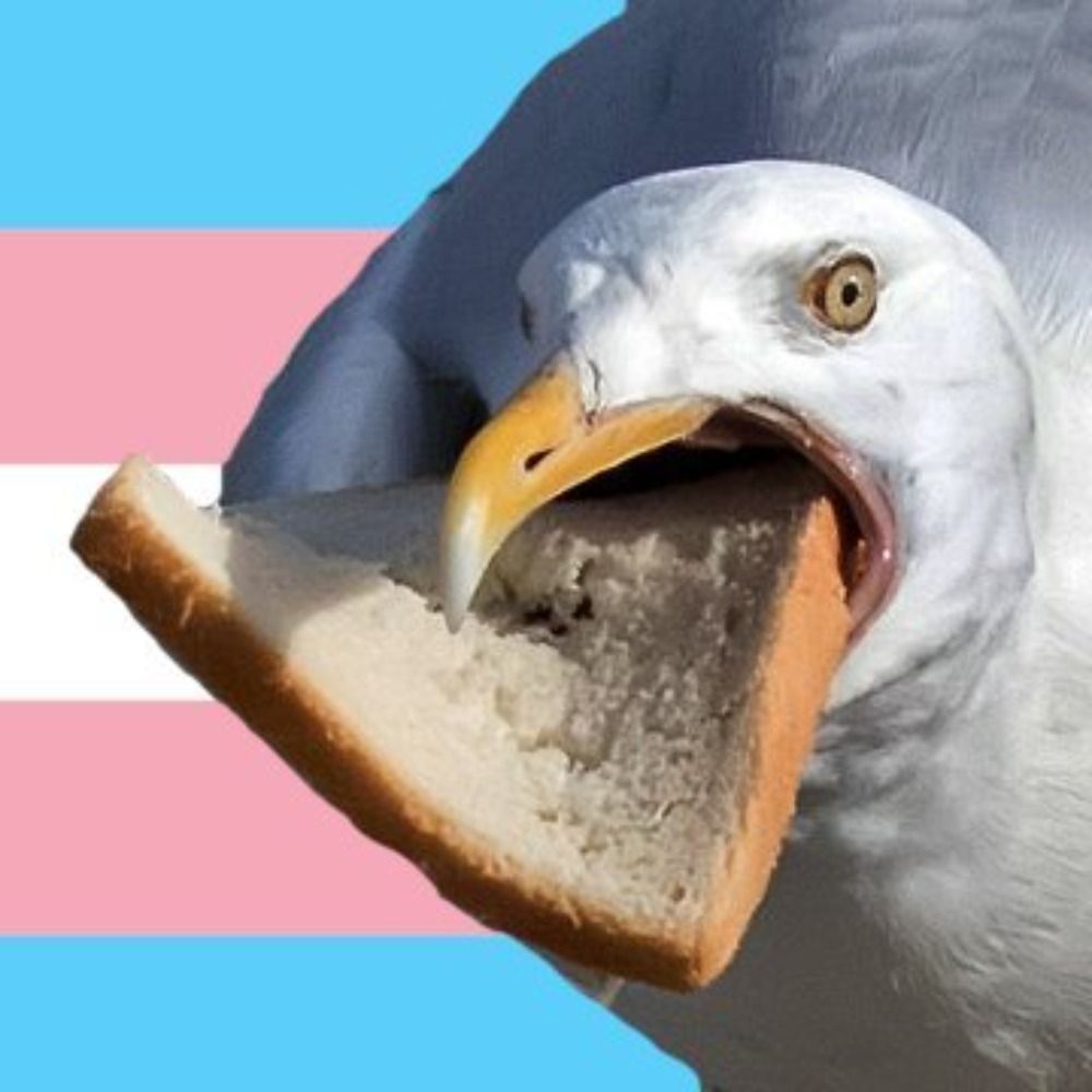 Higgins the Seagull