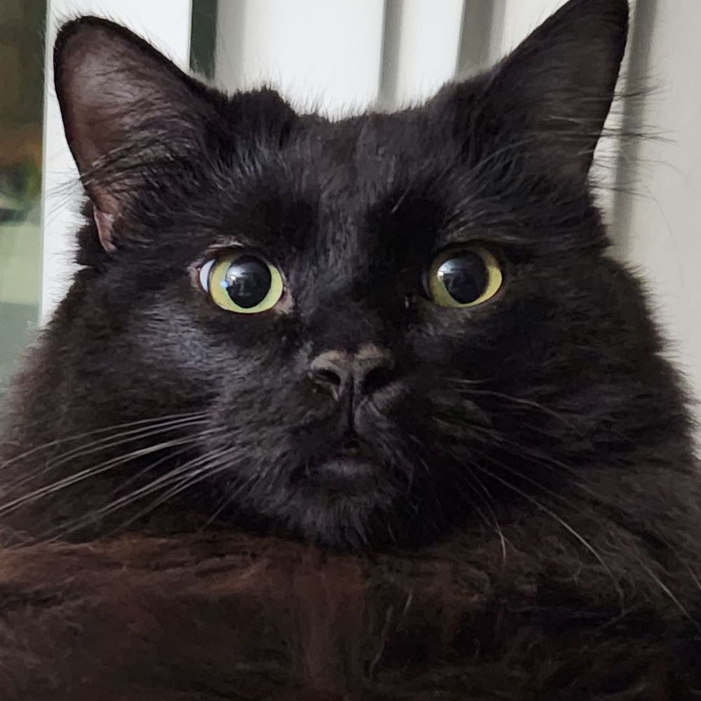 Black Kat Attack