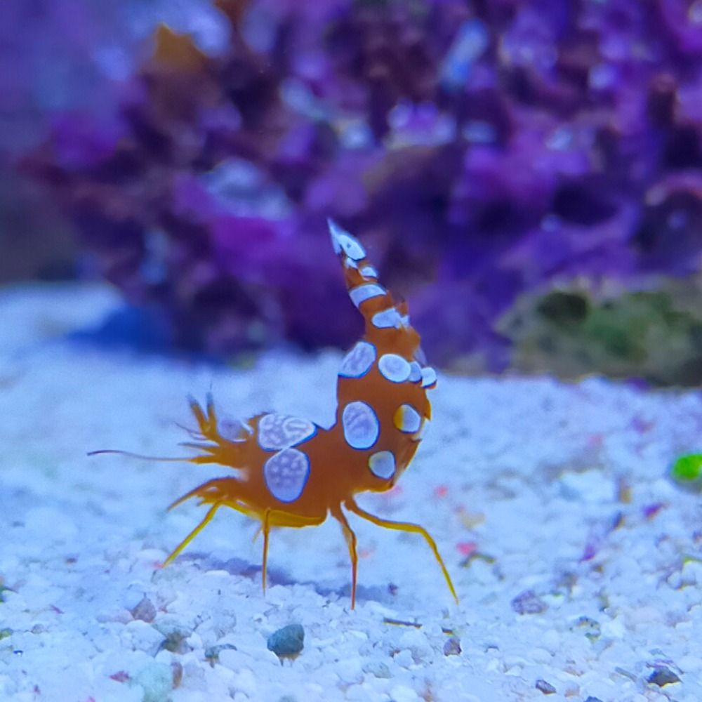 きんぎょっ