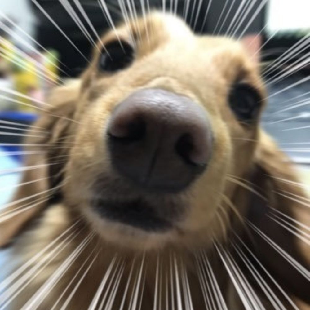 忍丸