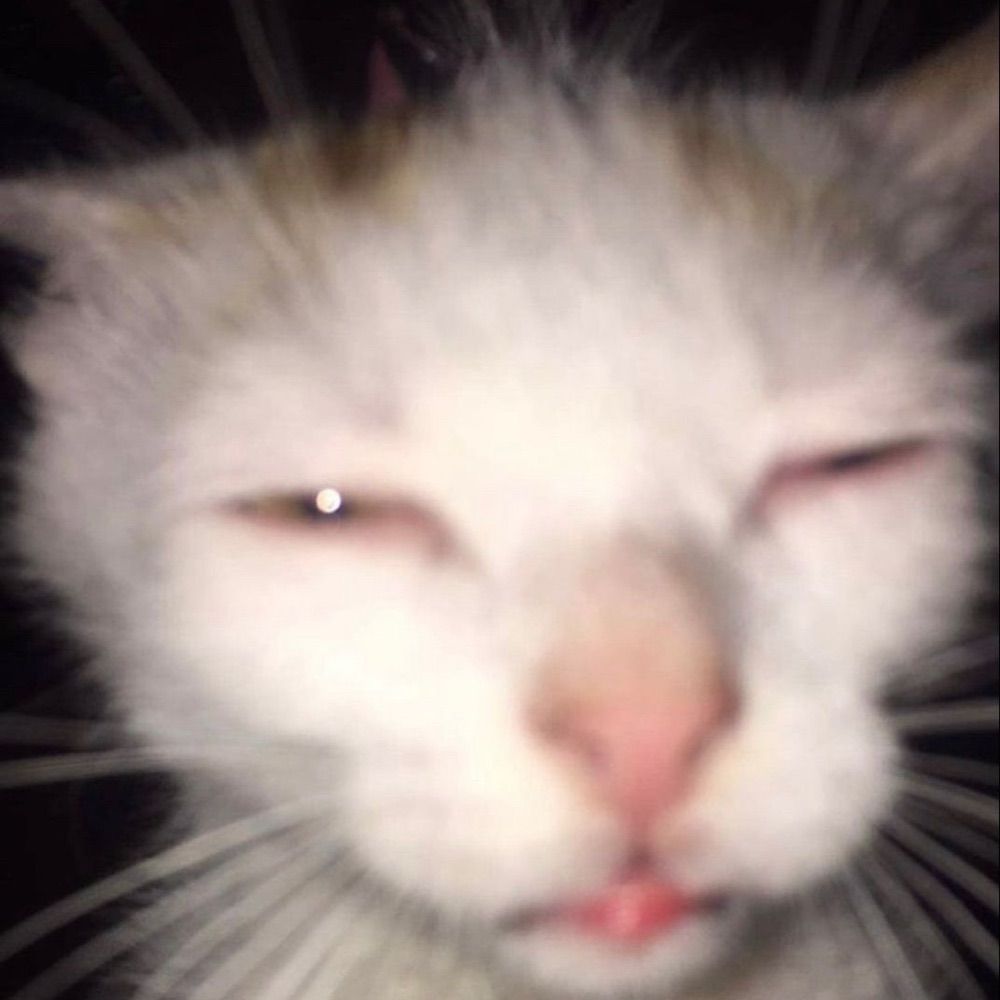 nersz
