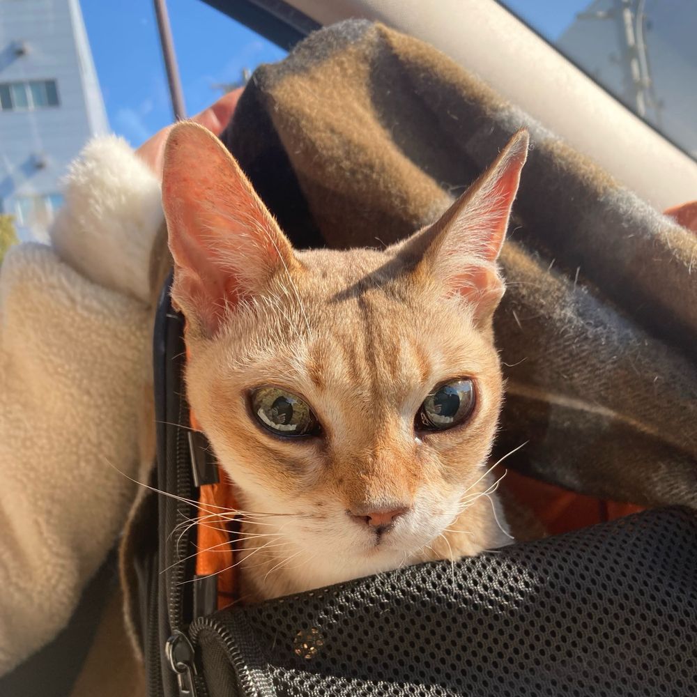 プル
