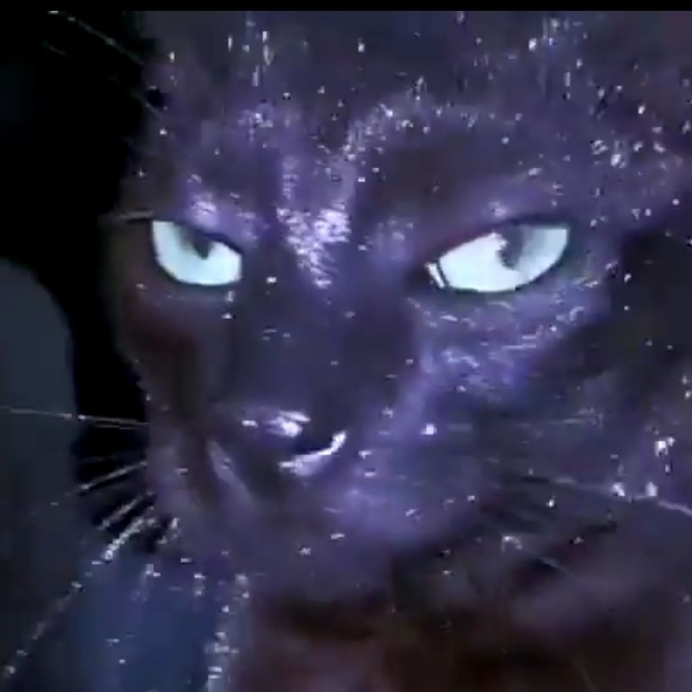 Marki cat :3
