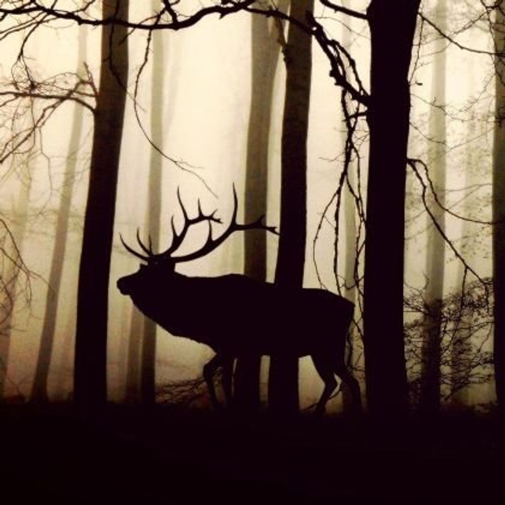 🦌