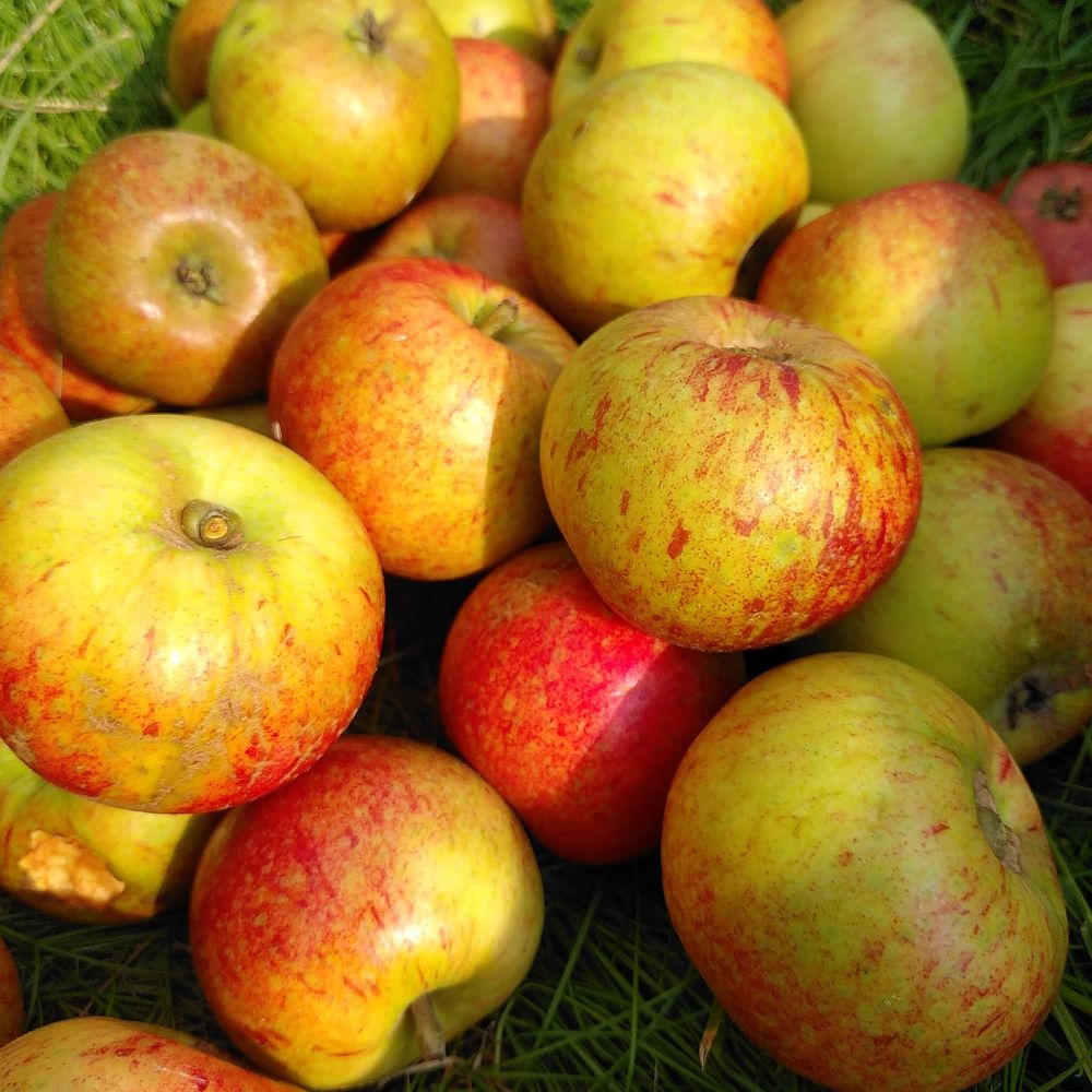Bowling Community Orchard