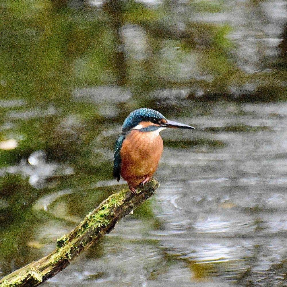Kilmanybirder