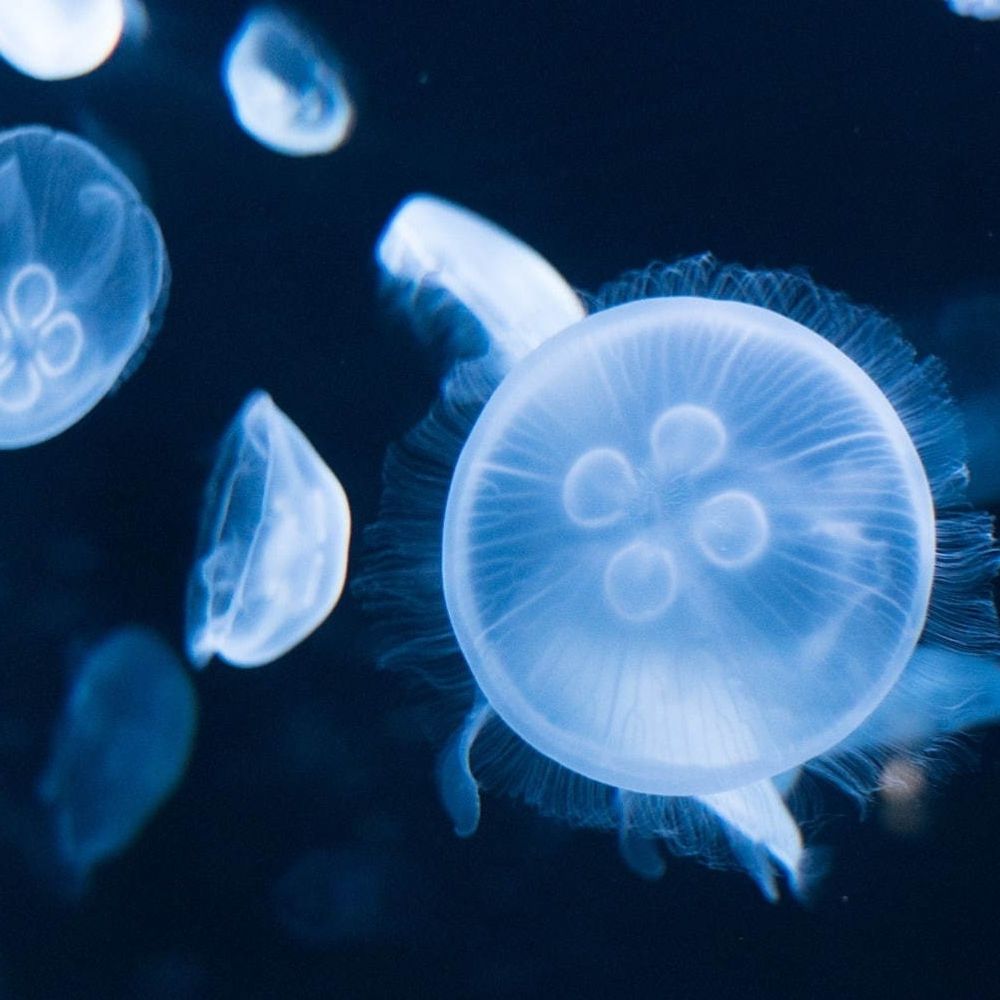 アクアリウムしの助