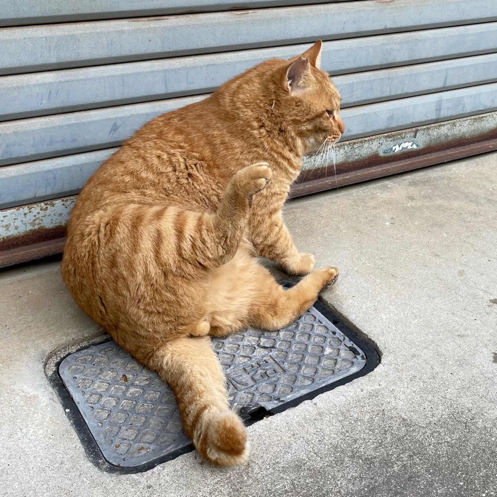 じゃが