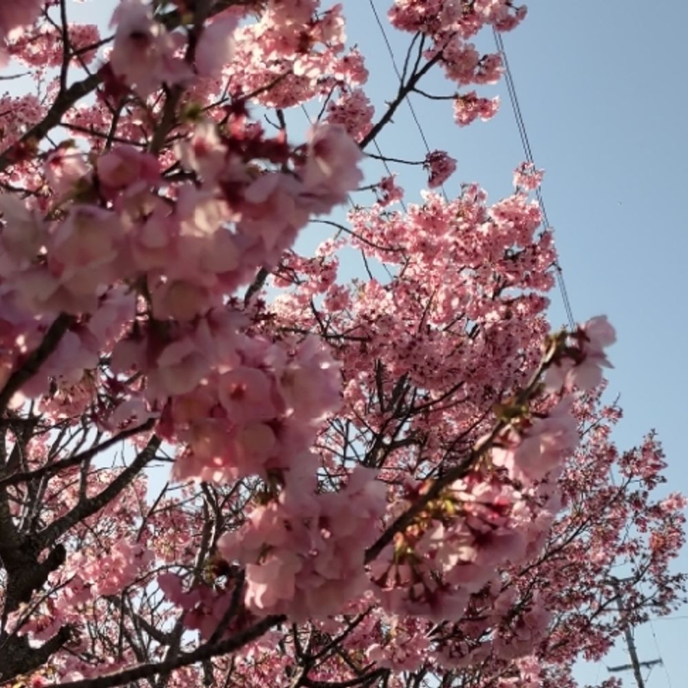 けんぴー