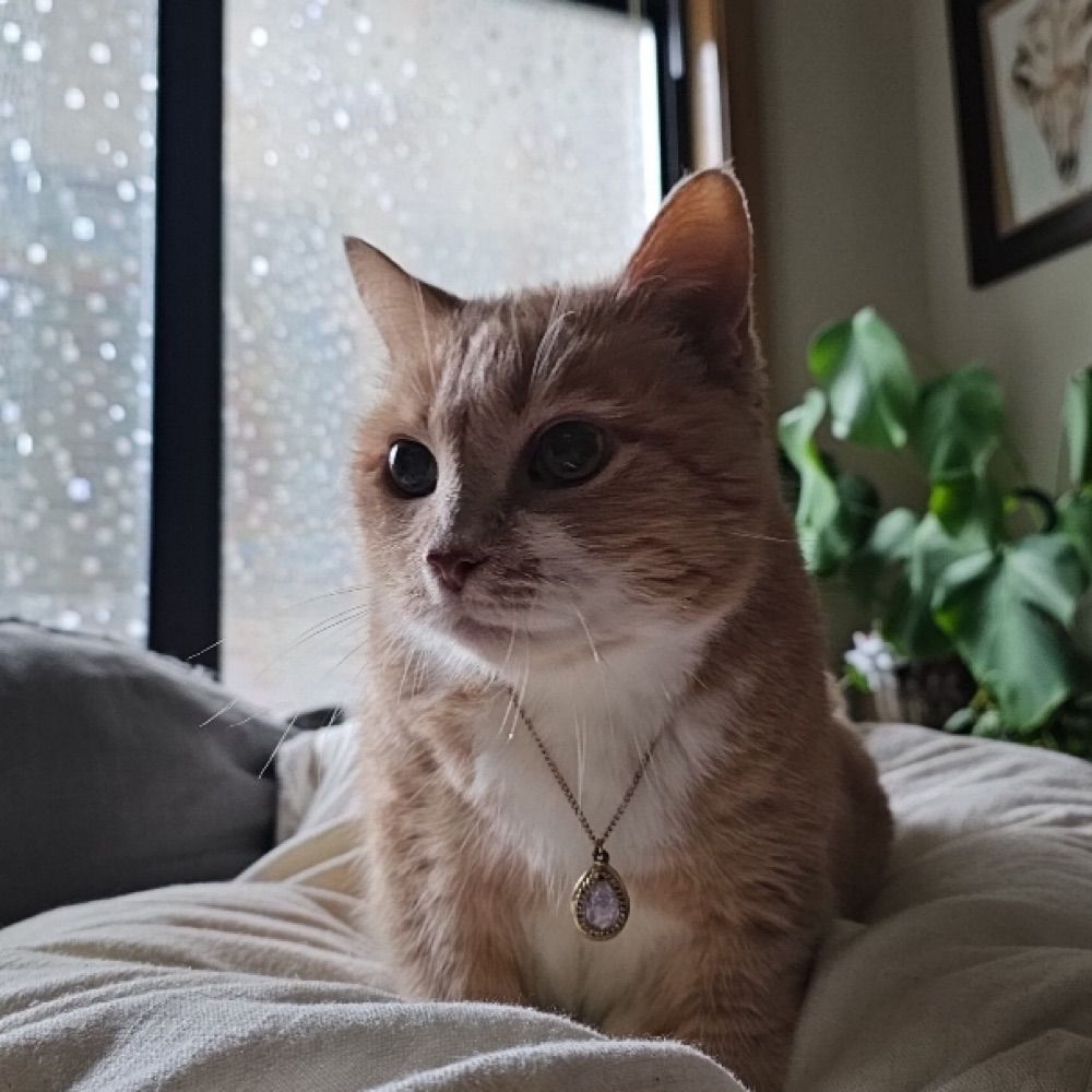 Daisy