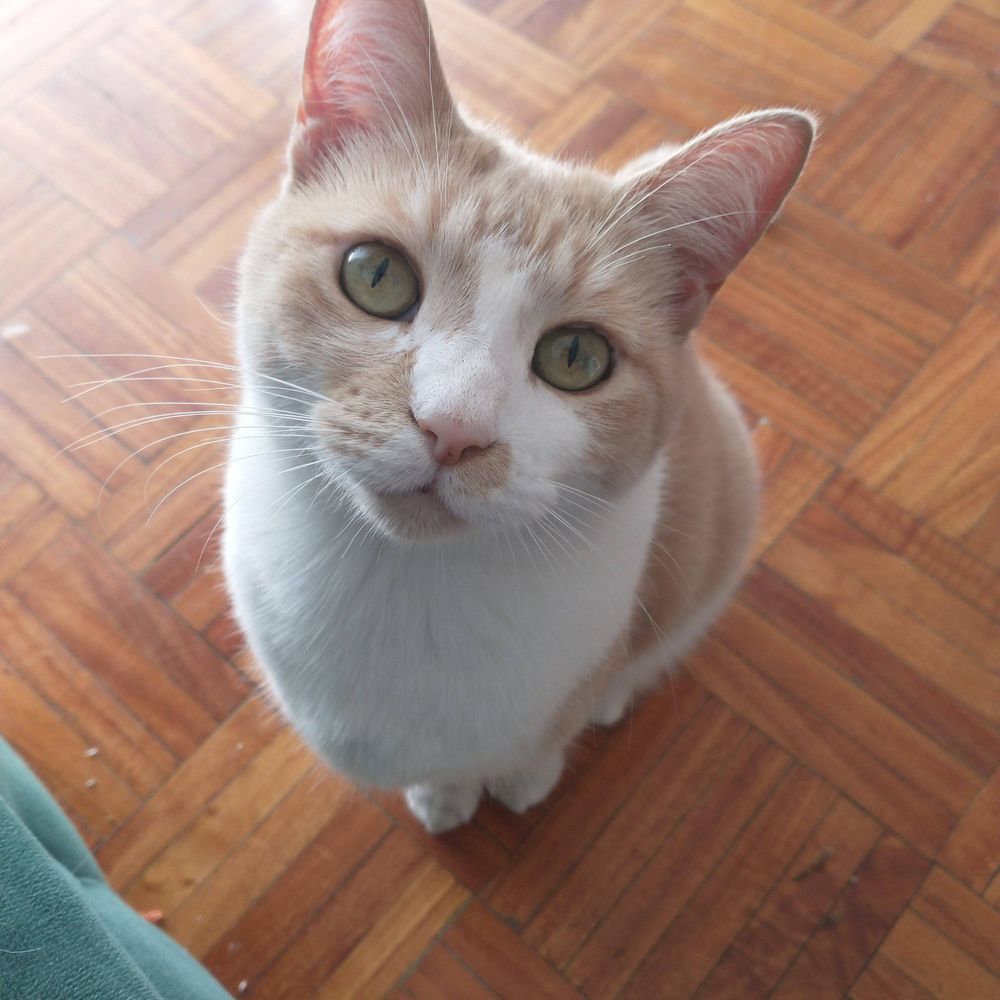 Jessie