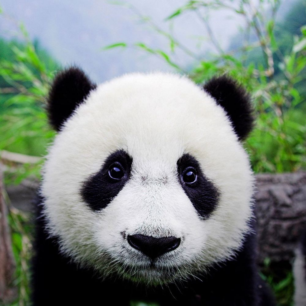 patricklancaster.bsky.social profile picture