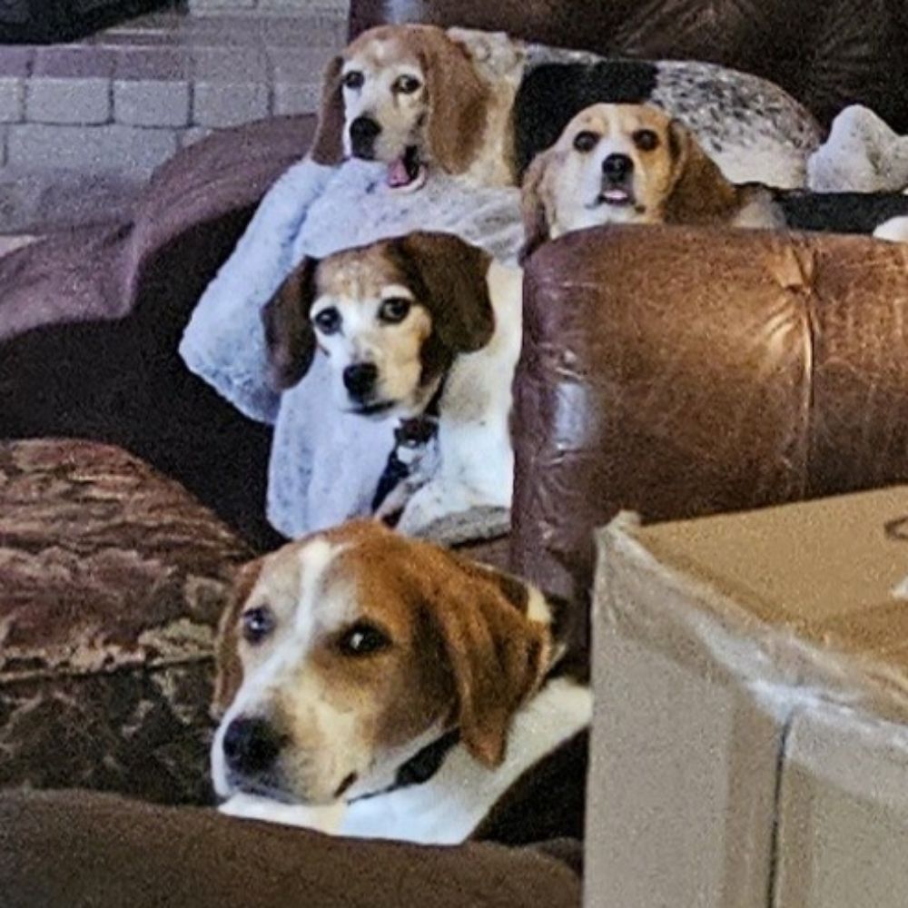4 dog mom