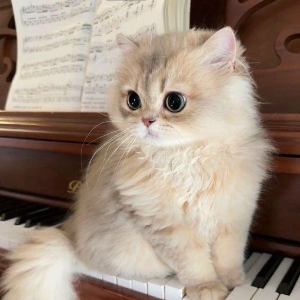 まっつー🐾実績900⬆️