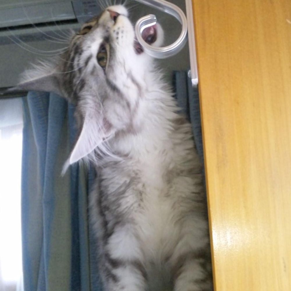 メイニャン