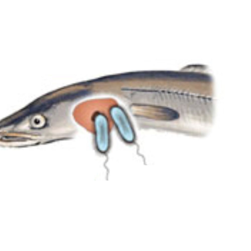 Vibrio Vulnificus