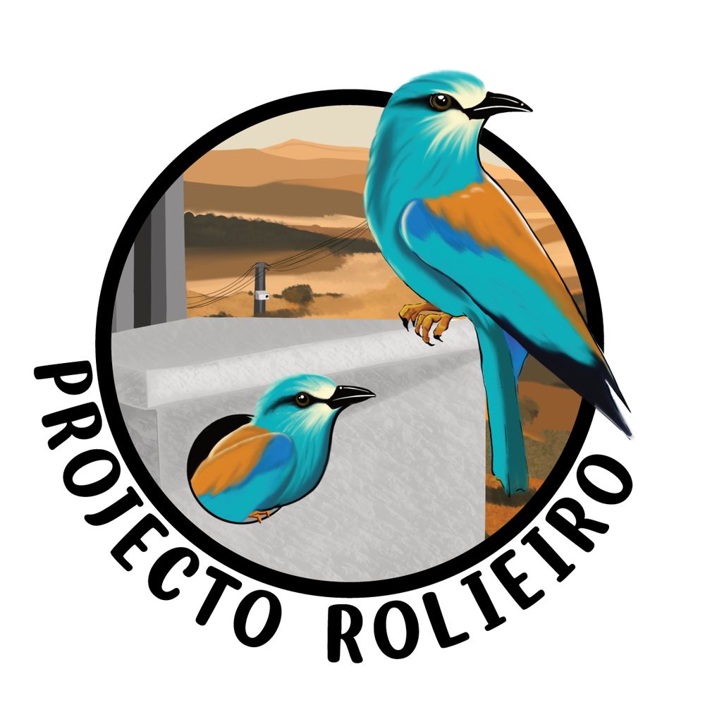 Projeto Rolieiro