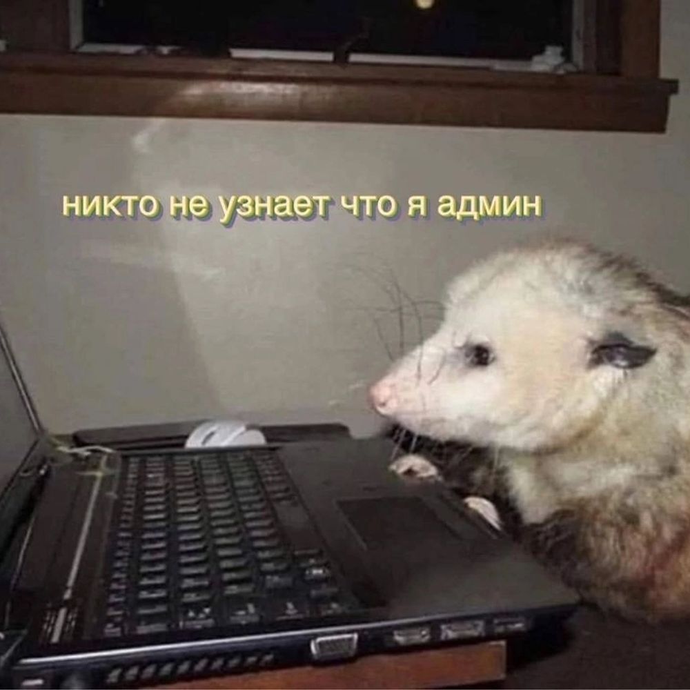 Dom 🦝