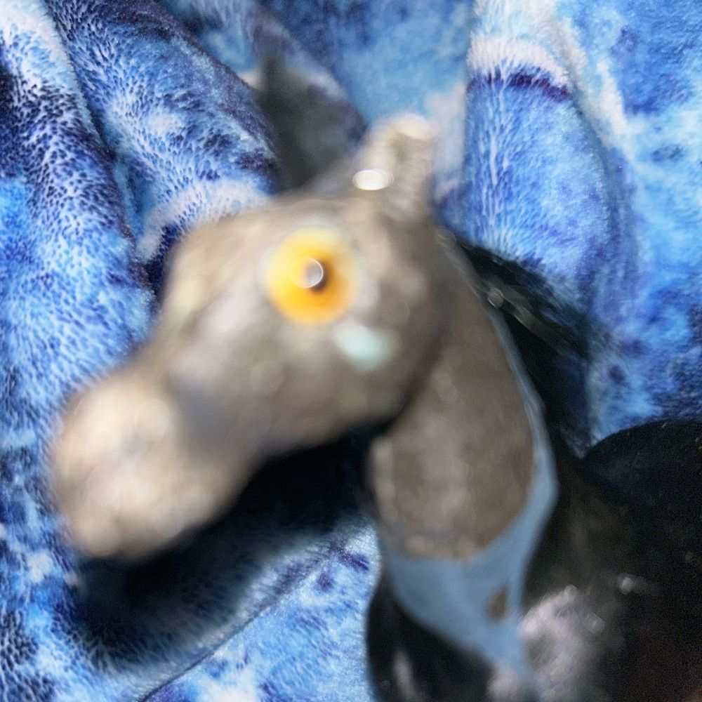 Bean