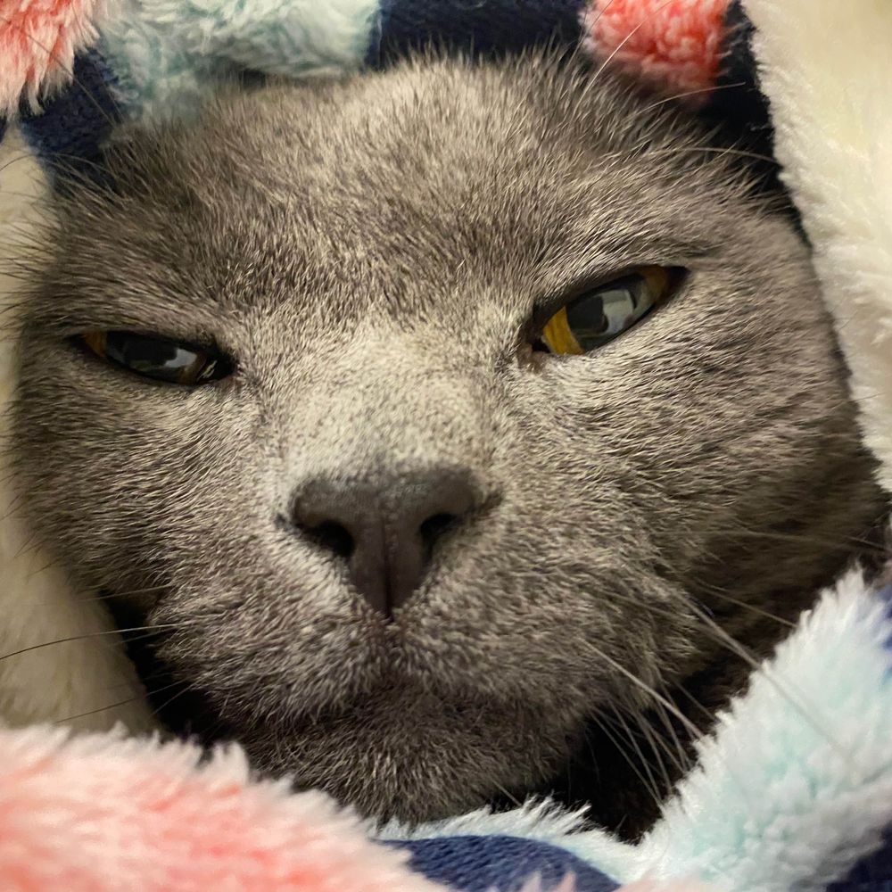 ねこ、