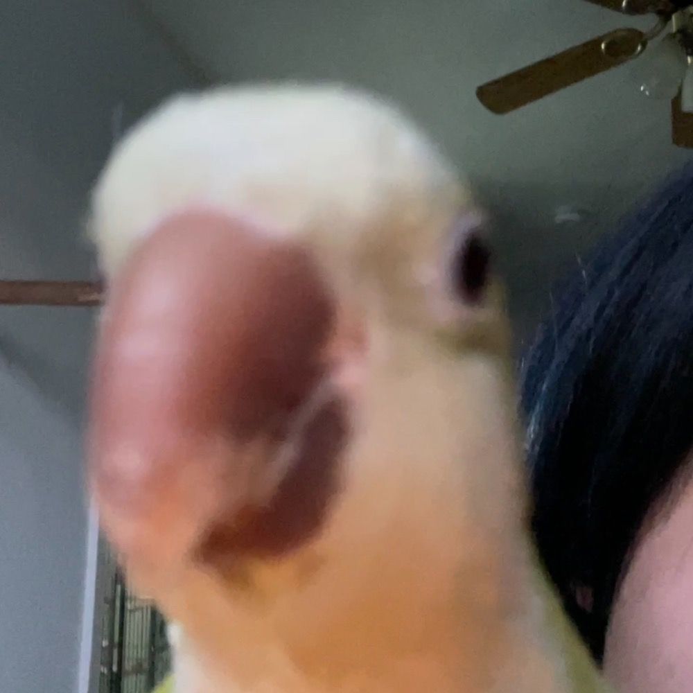 rat_soupiee