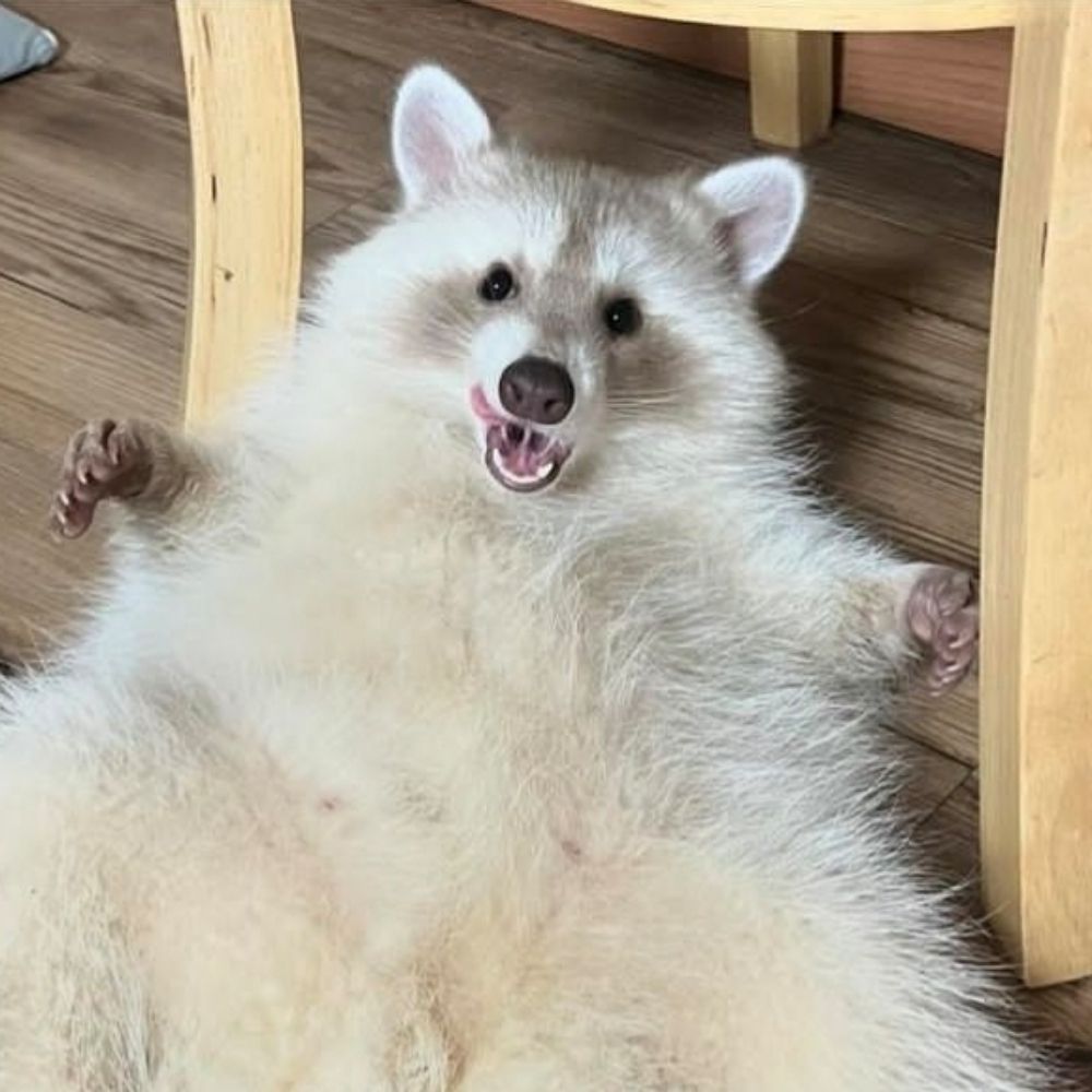 Bailey (in all its forms)