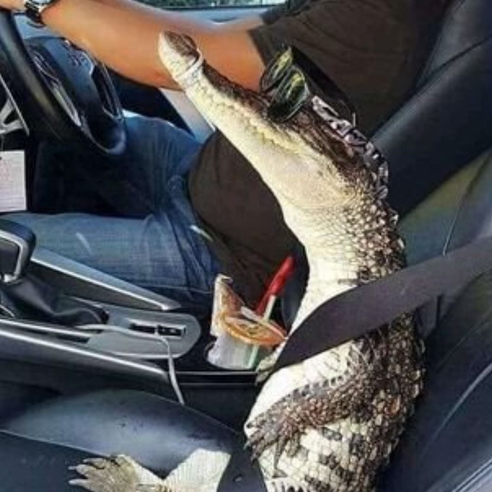 🐊🤎