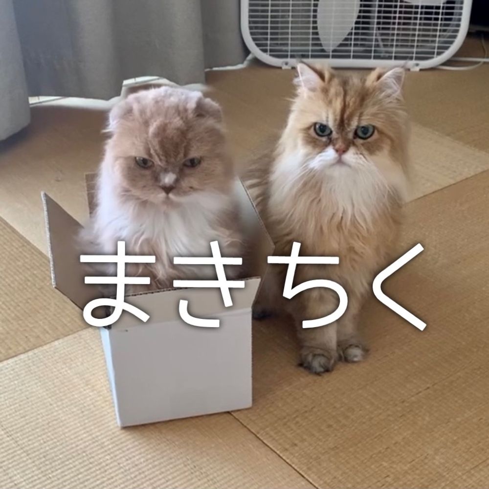 まきちく
