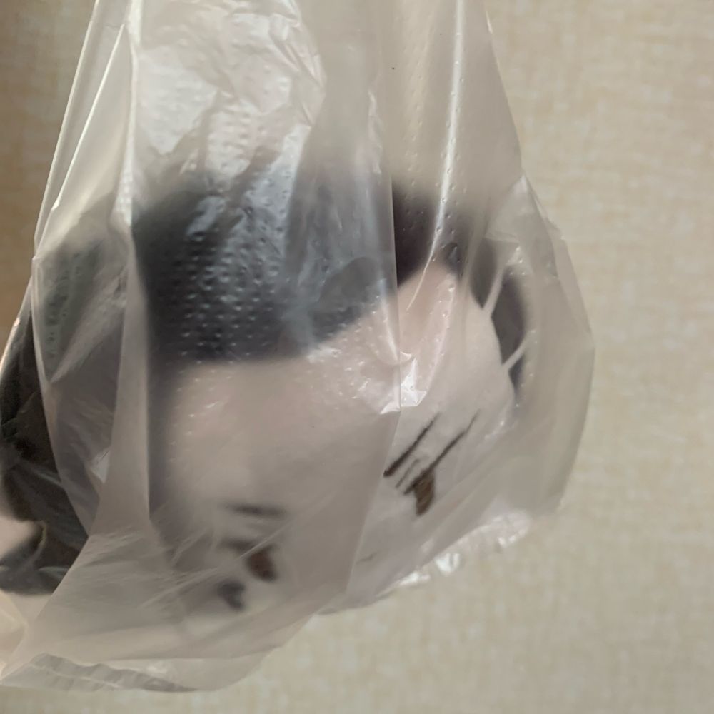 シュレディンガーの💥