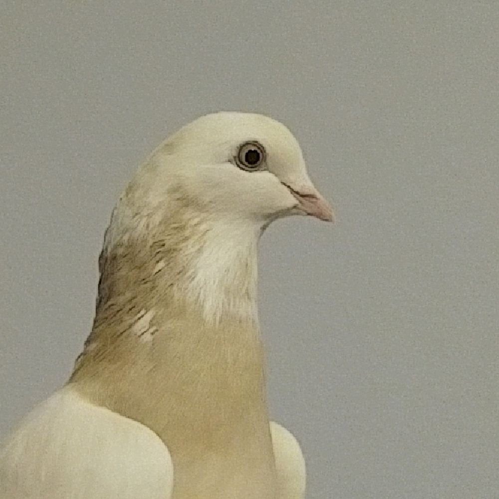 MontyGue