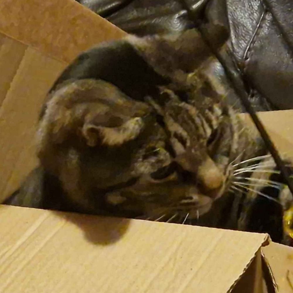 Nova