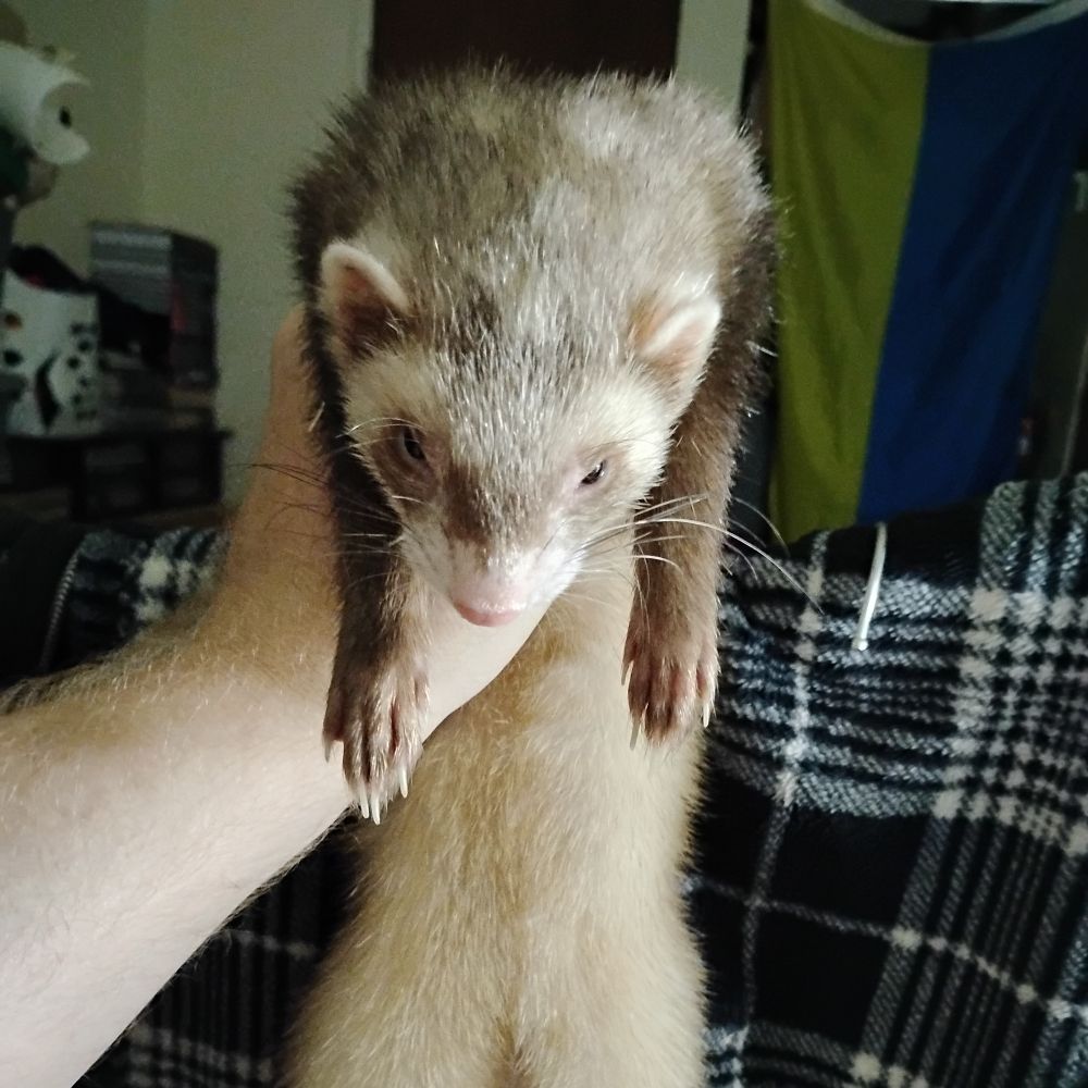 buddhaferret.bsky.social profile picture