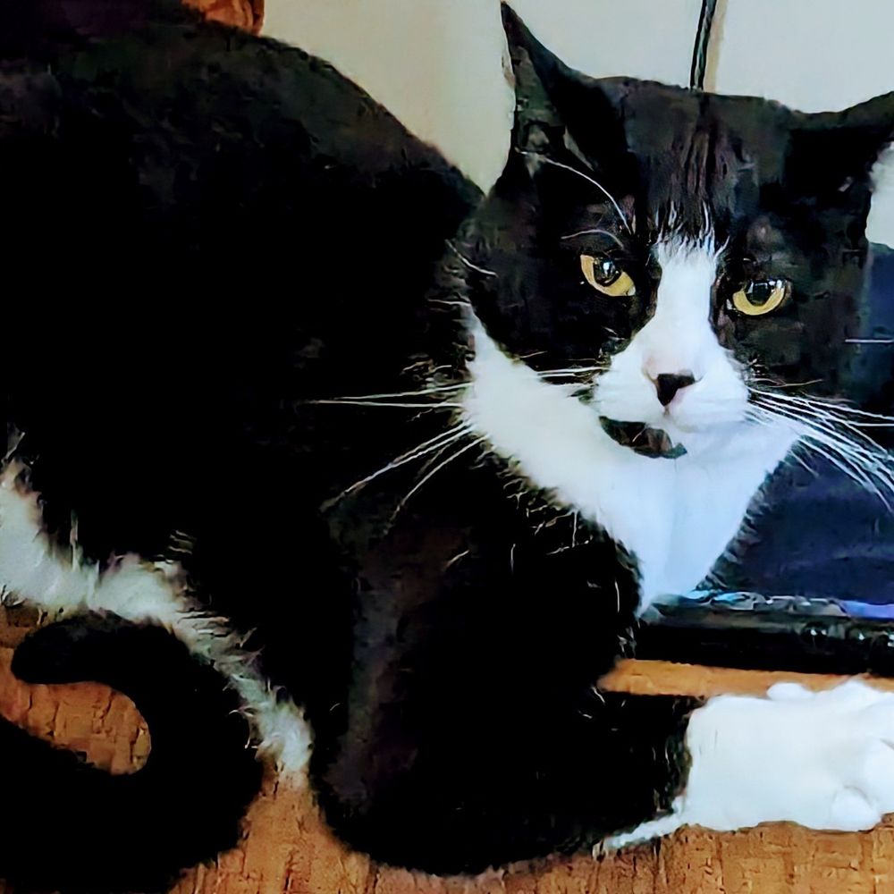 Mewster 