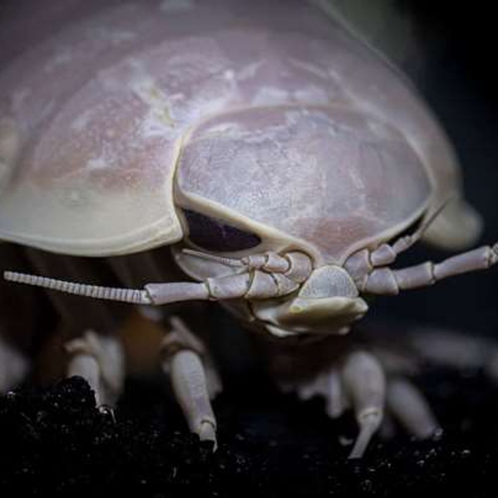 EnsigiledIsopod