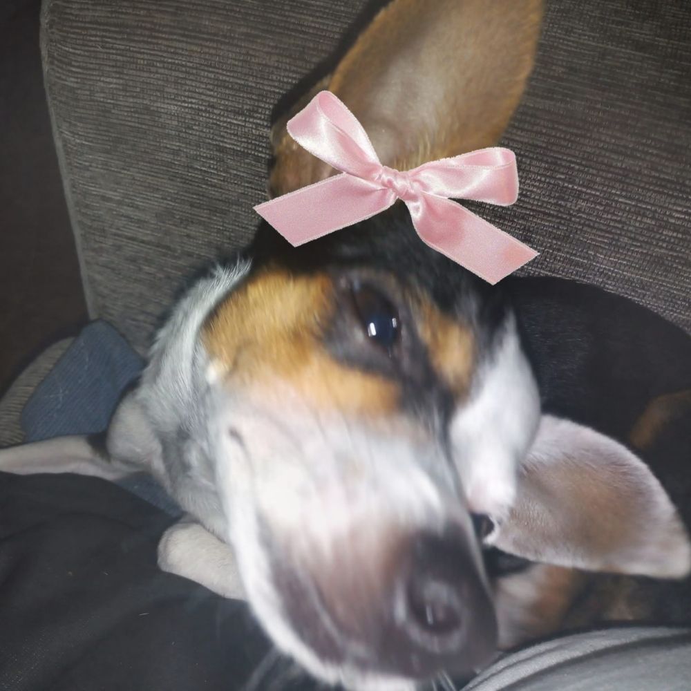 Maju