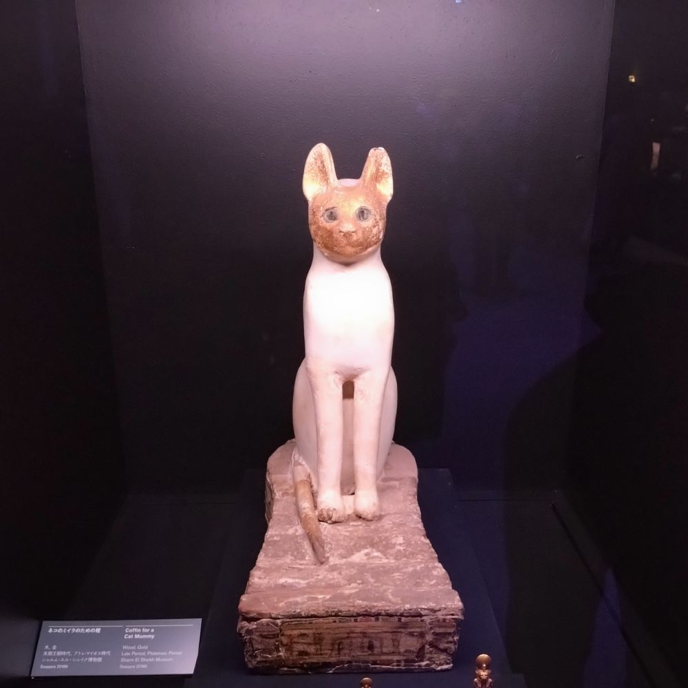 よはねこ
