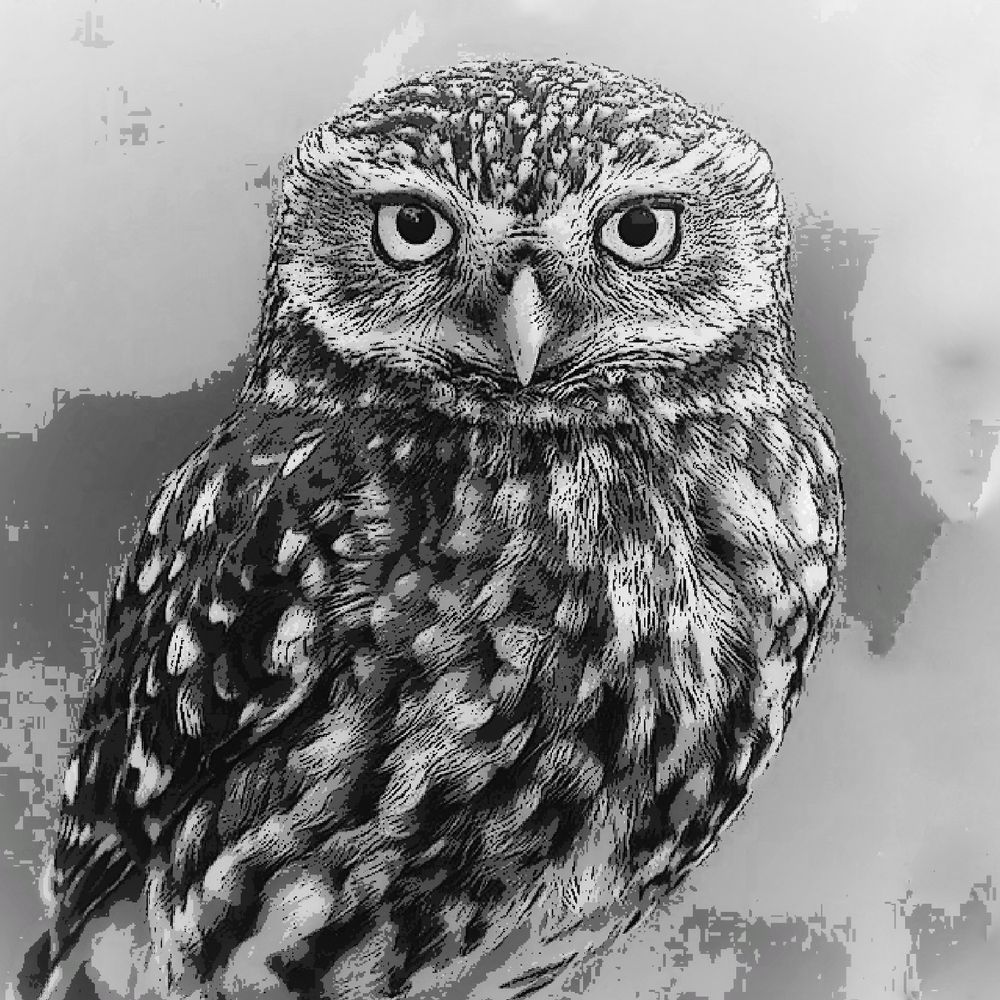Das Steinkäuzchen