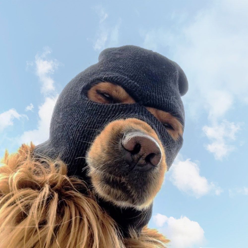 hund mit maske