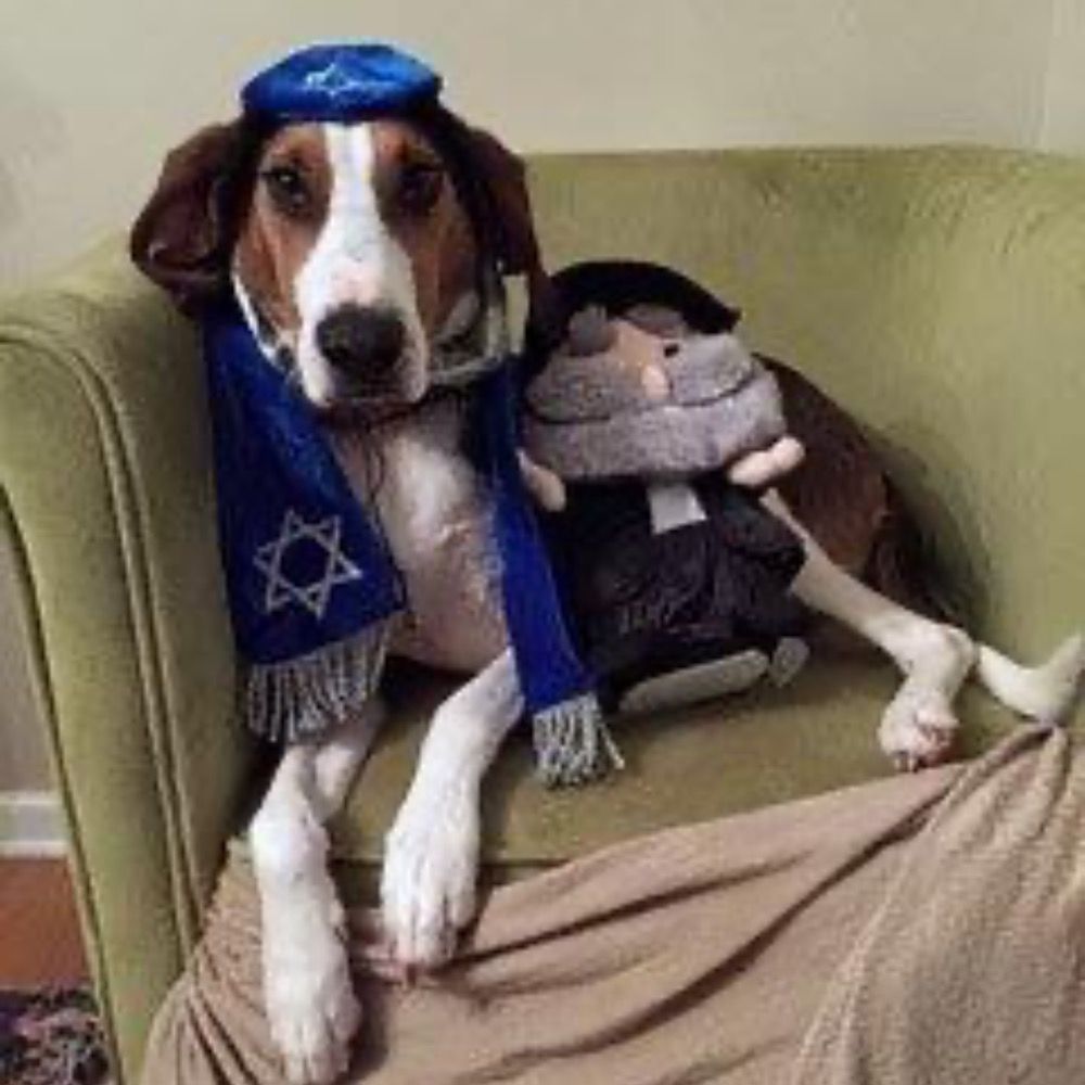 TheKosherCoonhound™