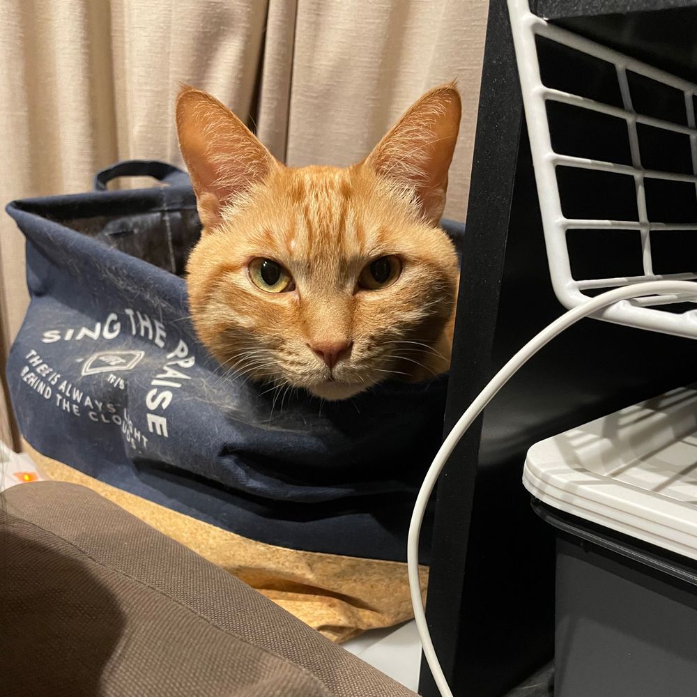 ようせい　ちゃん