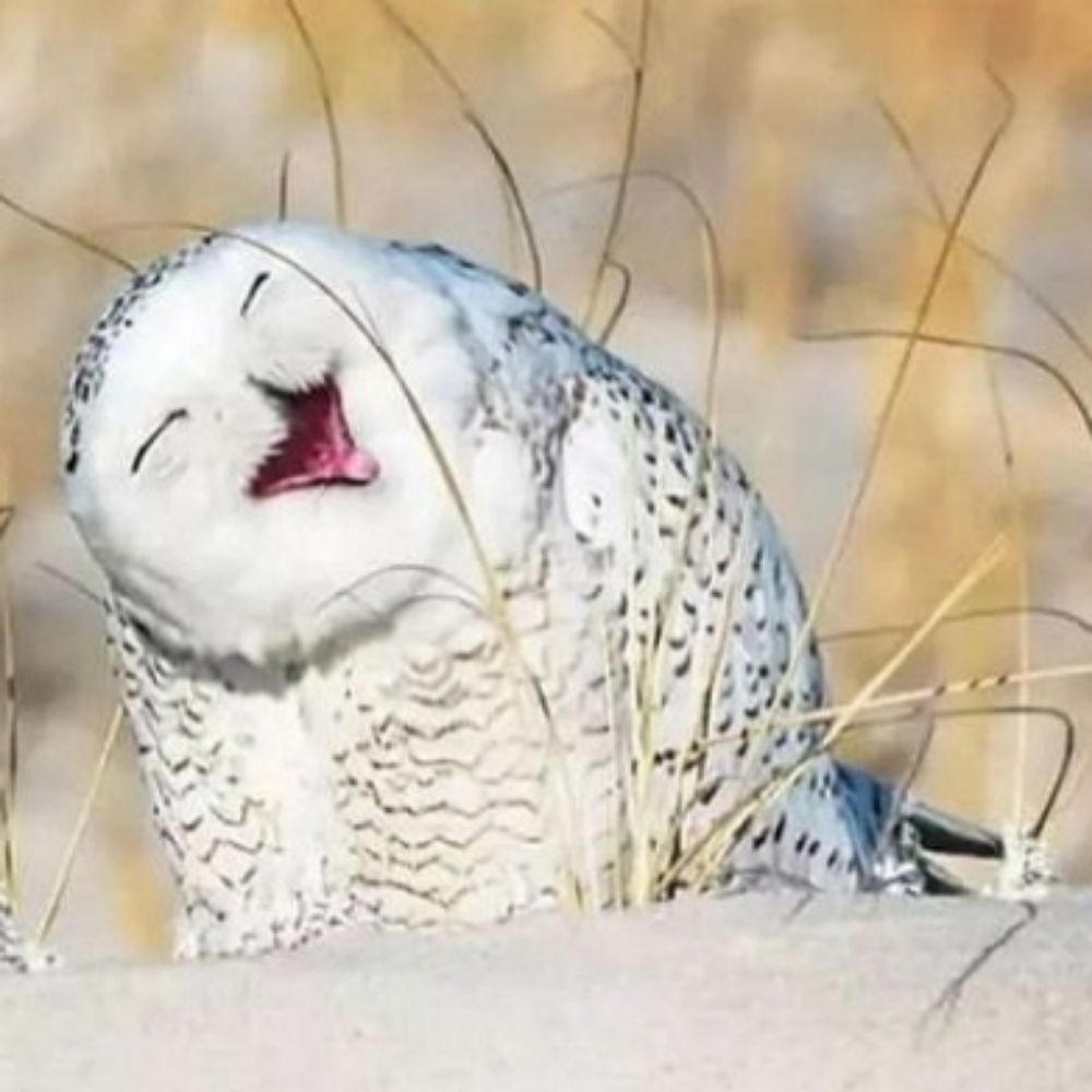 Miss. Owl