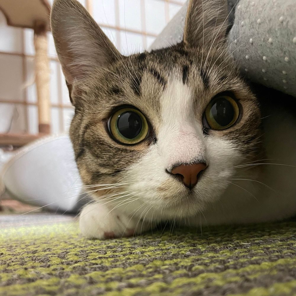 のすけ