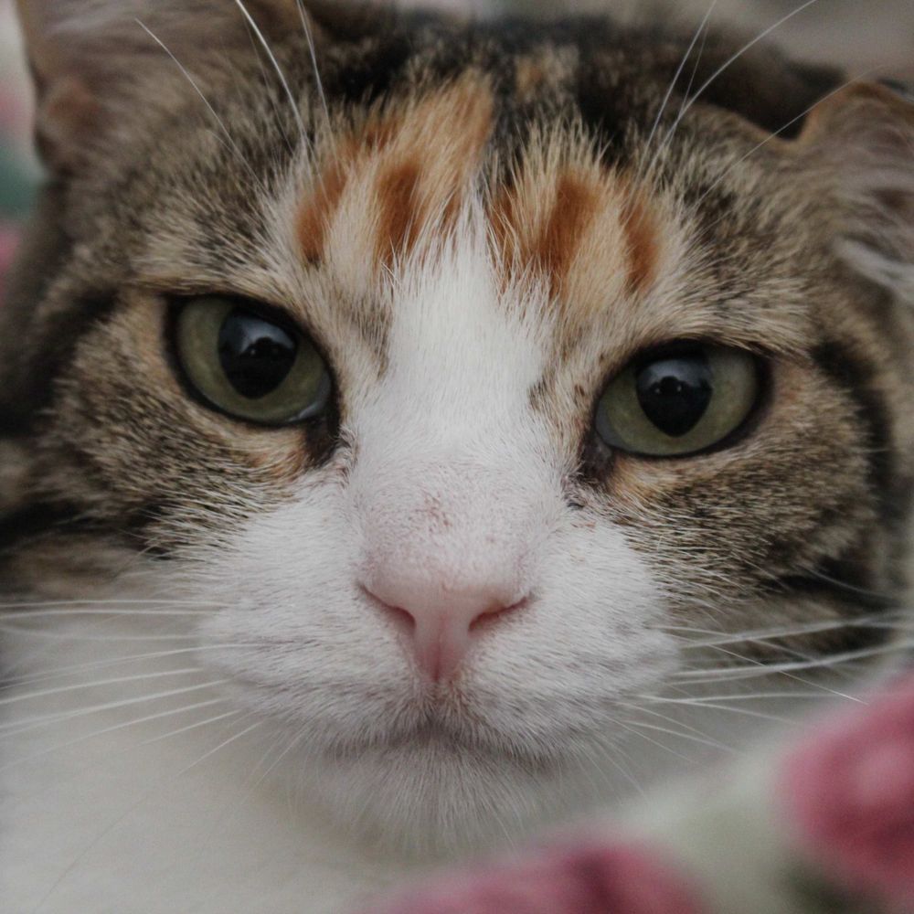 pissedoffpussycat.bsky.social profile picture