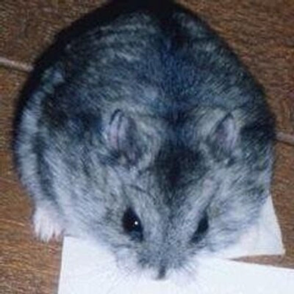 chi