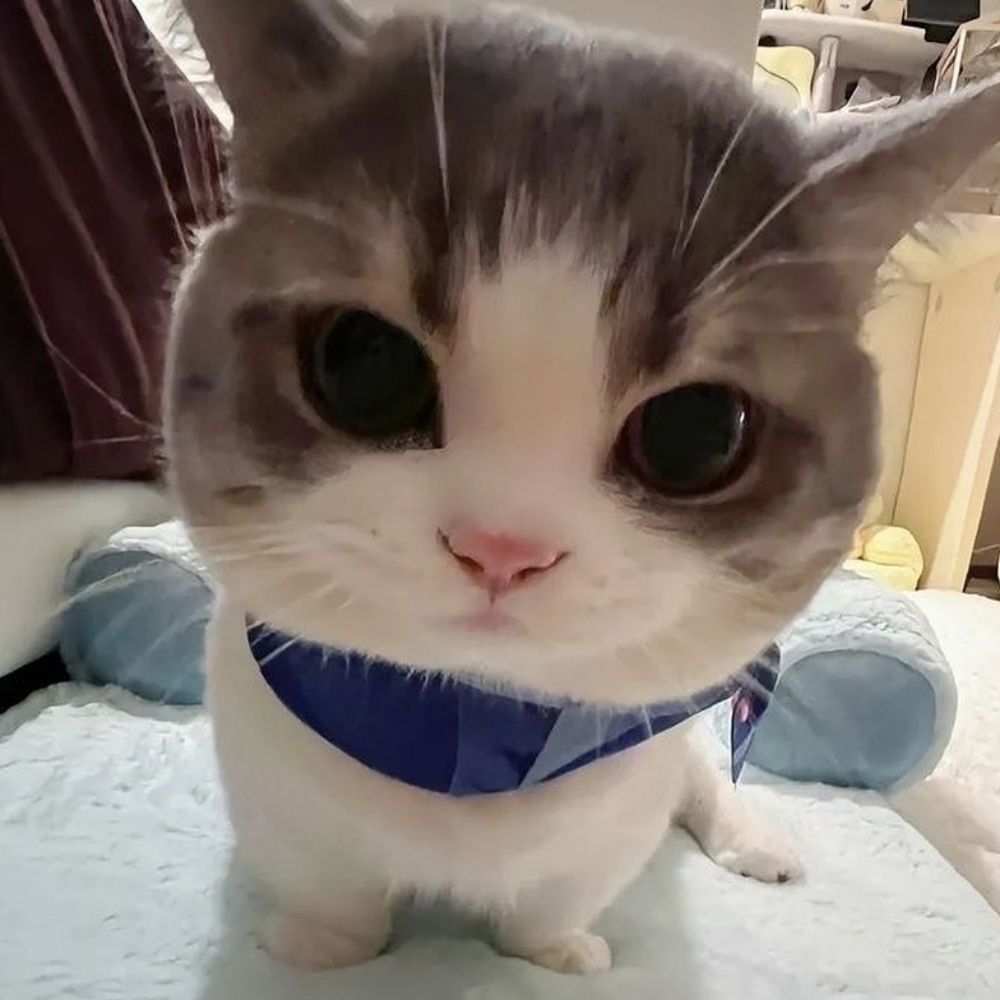비비